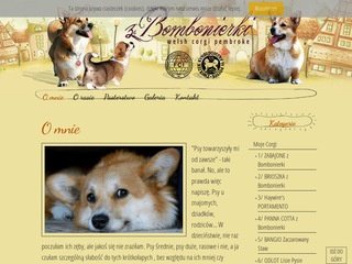 Podgląd corgi.zbombonierki.pl