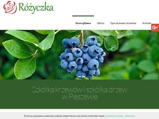 Podgląd szkolka-rozyczka.pl