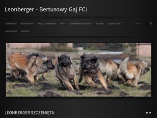 Miniaturka leonberger.archigama.pl