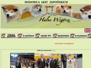 Podgląd akita-halne.pl