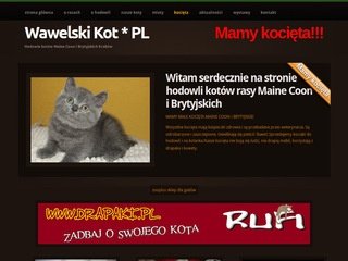 Podgląd mainecoon.net.pl