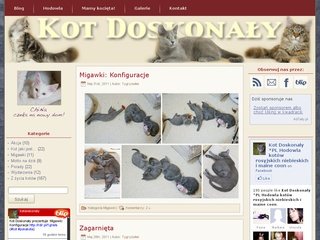 Podgląd kotdoskonaly.pl